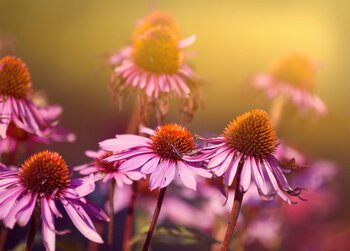 Nahaufnahme von mehreren violetten Blüten, beleuchtet durch warmes Gegenlicht.