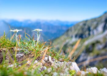 Nahaufnahme von zwei Edelweißblumen auf einer grasbewachsenen Bergwiese mit verschwommenen, blauen Gipfeln im Hintergrund.