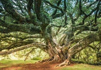Ein majestätischer, alter Baum mit massiven Ästen, die mit Farnen und Moos bewachsen sind.