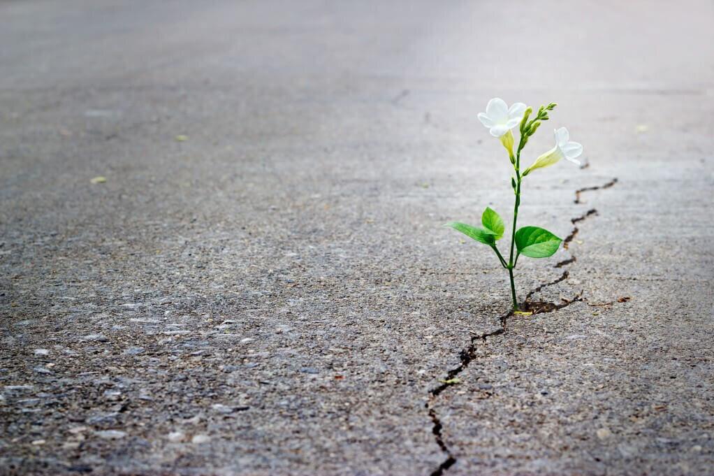 Eine kleine weiße Blume wächst aus einem Riss im Beton, symbolisiert Widerstandsfähigkeit und Wachstum.