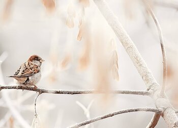 Ein kleiner Spatz sitzt auf einem frostbedeckten Ast vor einem hellen, verschwommenen Hintergrund im Winter.