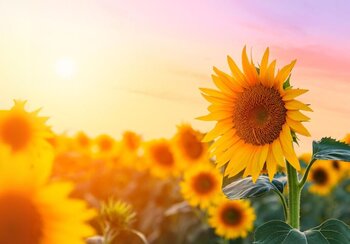 Ein Sonnenblumenfeld bei Sonnenuntergang, mit einer großen Sonnenblume im Vordergrund.